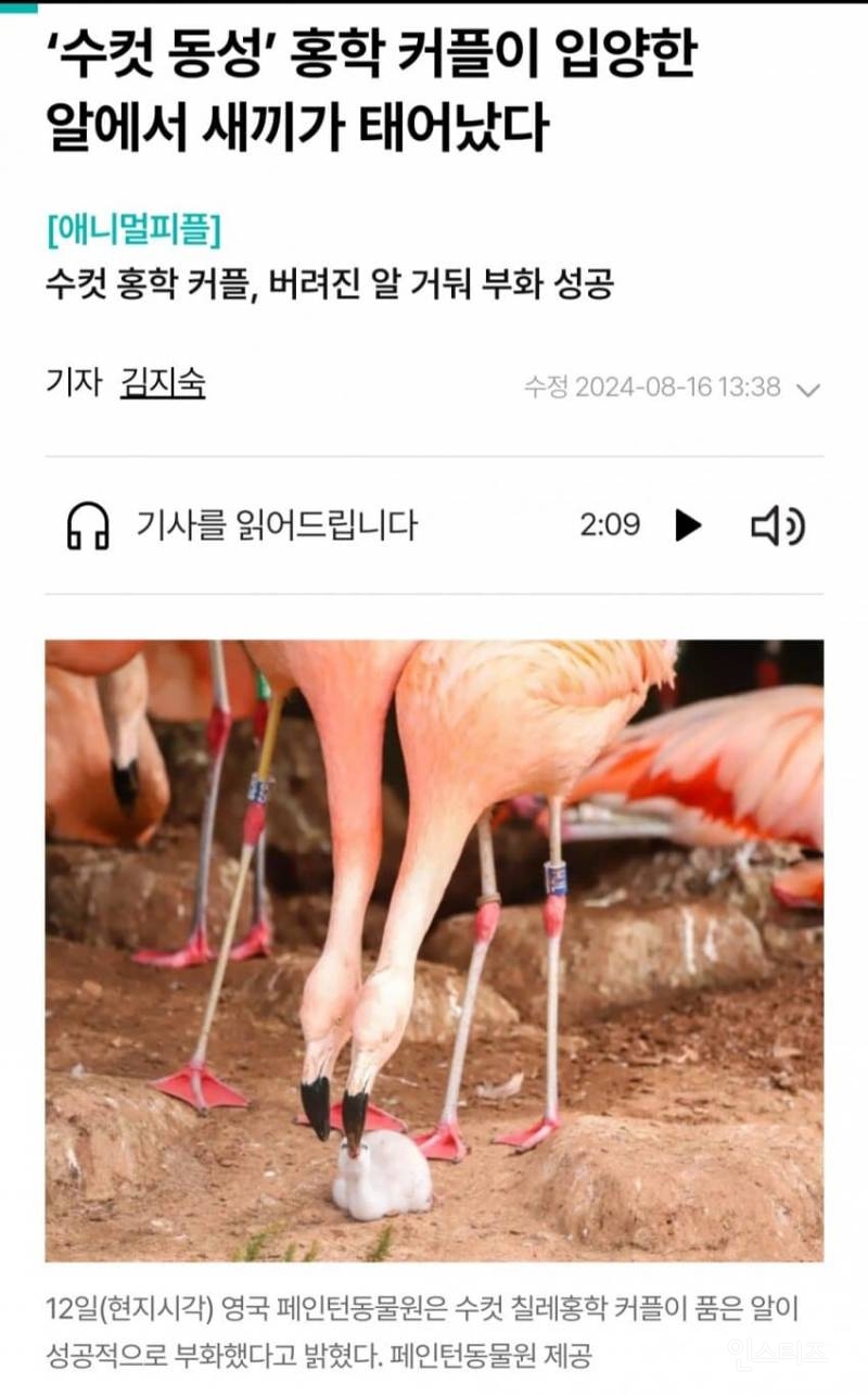 수컷 동성 홍학 커플이 입양한 알에서 새끼가 태어났다 | 인스티즈