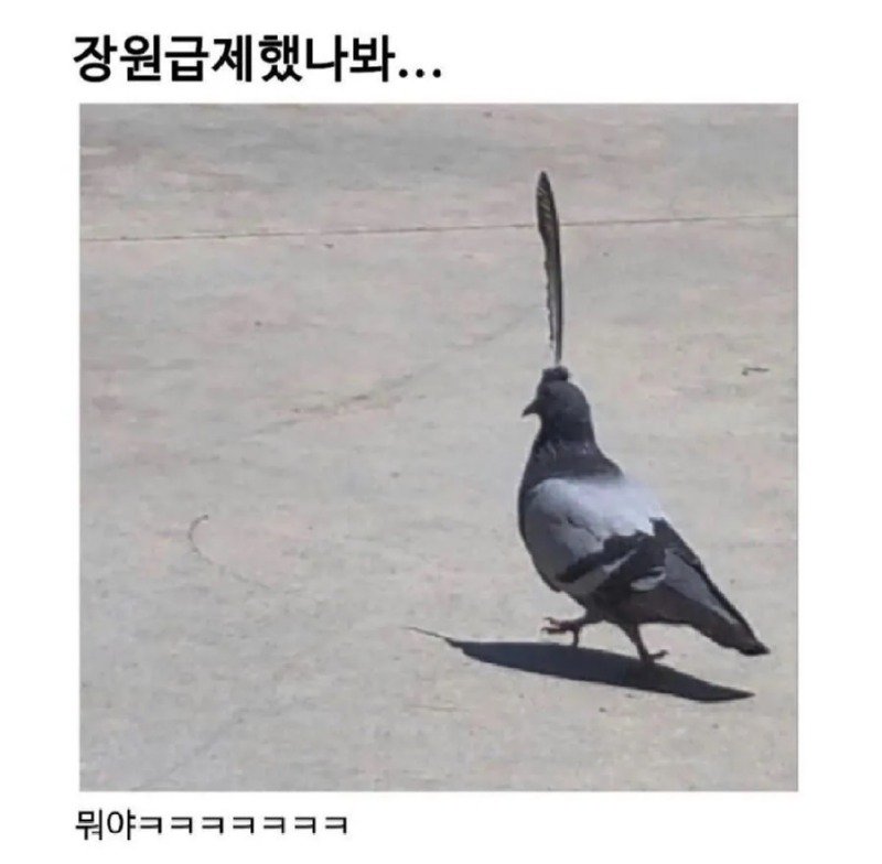 장원급제비둘기.jpg