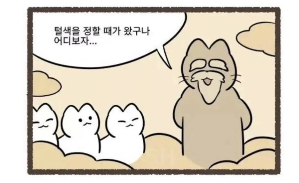 고양이 털색이 정해지는 과정.jpg | 인스티즈