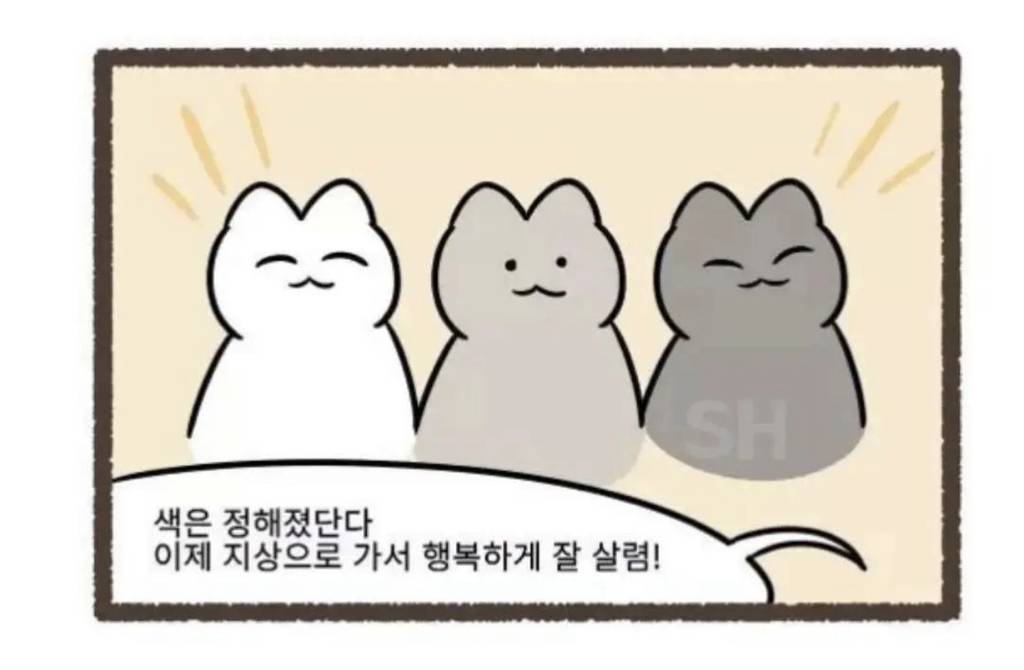 고양이 털색이 정해지는 과정.jpg | 인스티즈